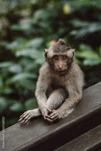 Long-Tailed Macaque Sitting Calmly in Sacred Monkey Forest, Ubud