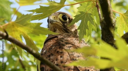 Kestrel falcon perched in green maple tree. Small raptor turns head alertly scanning surroundings while sunlight filters through vibrant spring foliage.