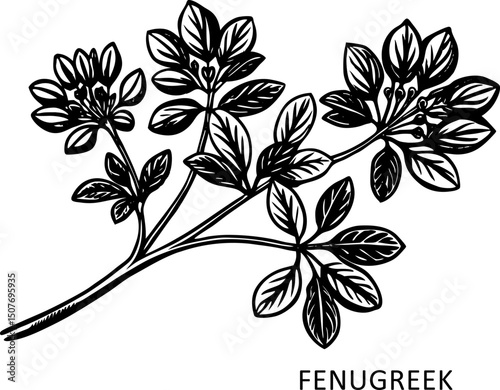 Fenugreek branch. Ink sketch of spice. line art style, Sketch Fenugreek Simple Vector Illustration in Doodle Style