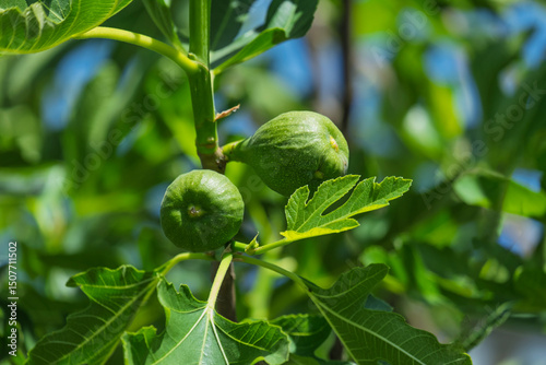 Feigen (Ficus carica) am Strauch