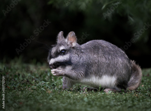 Vizcacha roedor nocturno