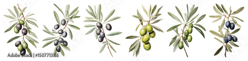 Wallpaper Mural PNG Realistic olive branch illustrations, element set on transparent background Torontodigital.ca