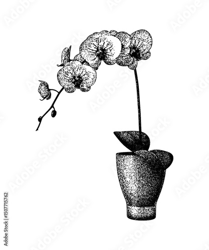Illustration of an orchid plant in a pot in vintage stipple engraving style isolated on transparent background