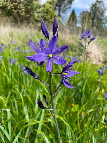 Camassia Blossom Field 01