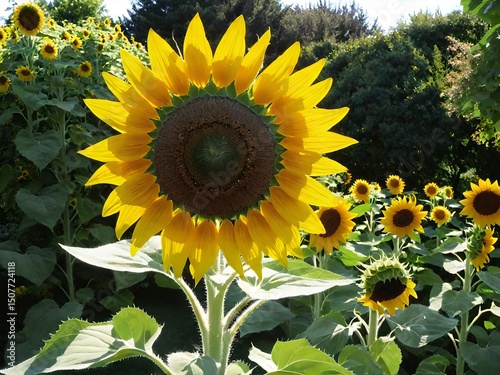Bright sunflower in full bloom under sunlight, surrounded by green leaves and garden flowers. A vibrant symbol of summer beauty and nature.