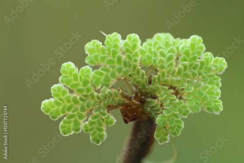 Close-up of a Green Azolla cristata Plant