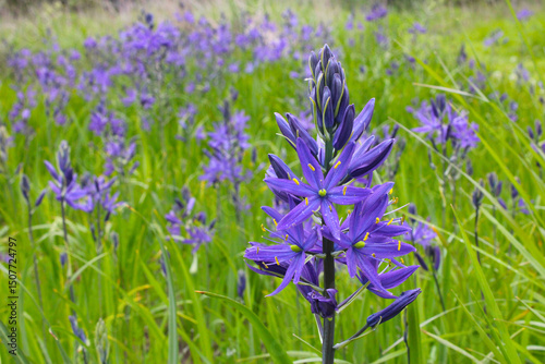 Camassia Blossom 03