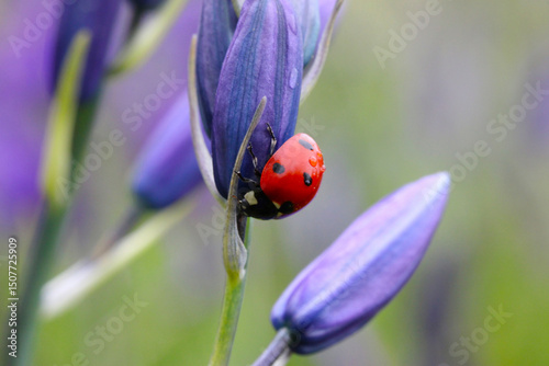 Camassia Ladybug 01