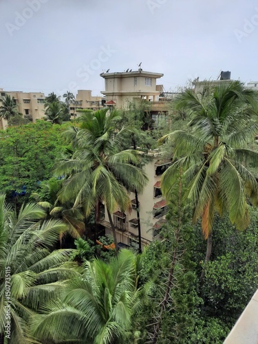 palm trees in the garden