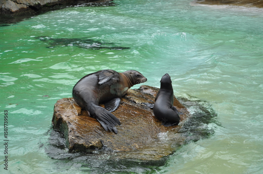 Fototapeta premium little seal seal in the water wet animal