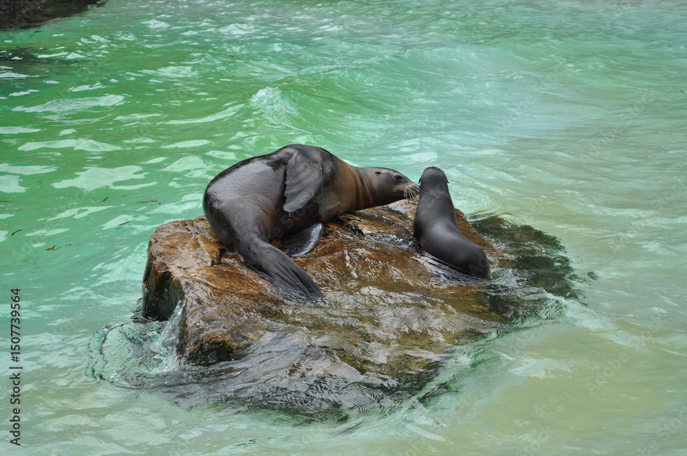 Obraz premium little seal seal in the water wet animal