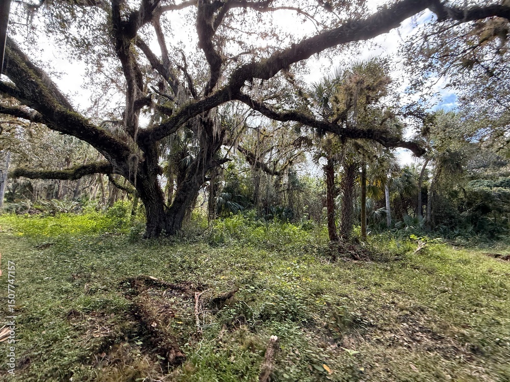 Fototapeta premium old oak tree