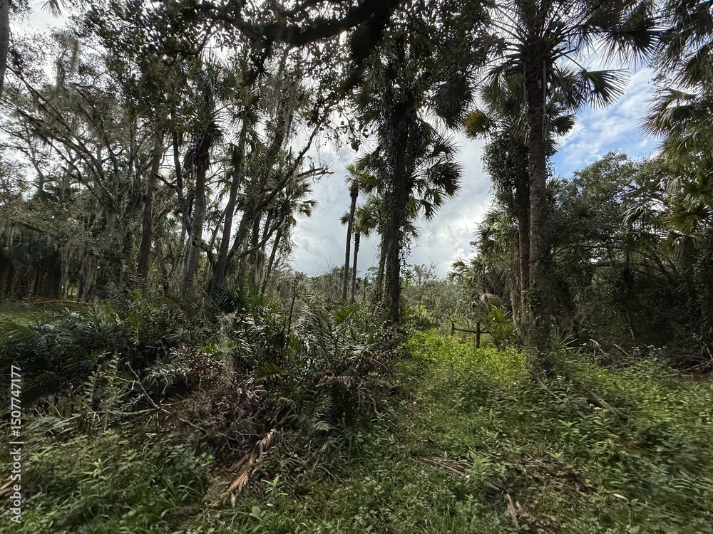 Naklejka premium trees in the florida forest