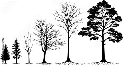 Tree Life Cycle Silhouette Vector, Growth Stages of Trees from Sapling to Mature Forest Tree