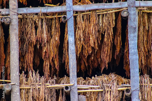 Vital Process Tobacco Drying Under the Santiago Sun