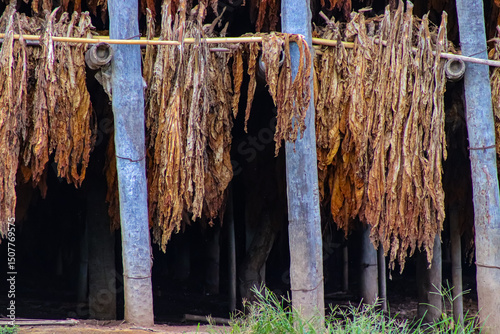 Curing the Future Tobacco Drying Sheds and the Regional Economy