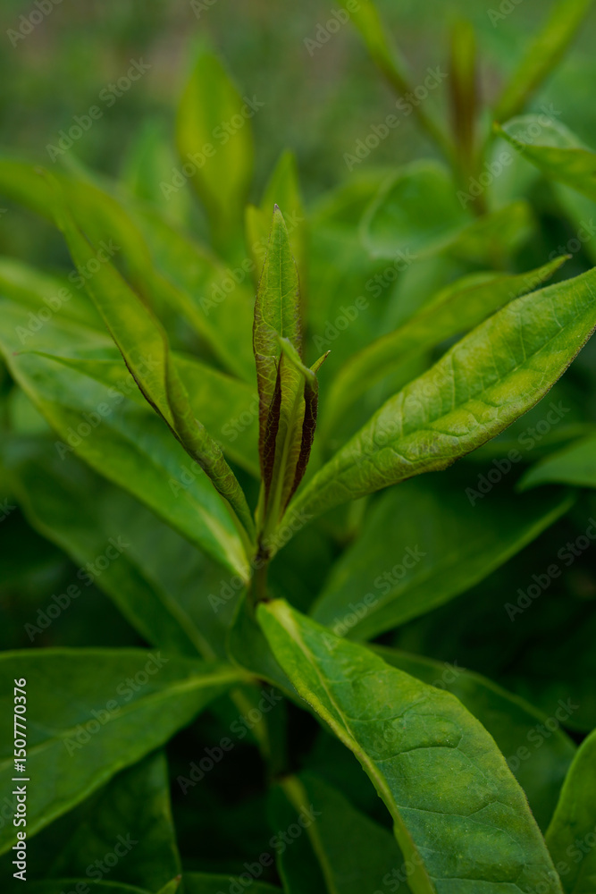 Phlox plant before it has bloomed. Phlox plant before it has bloomed.