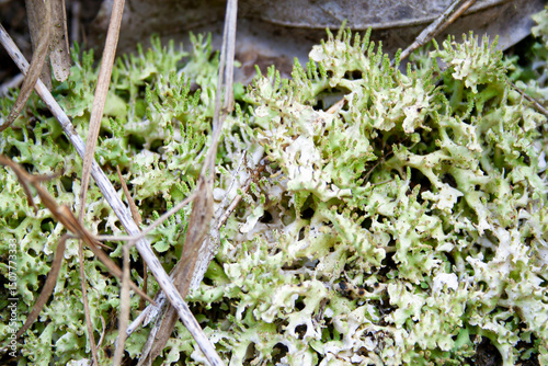 Spectacular detail and level of texture of tiny green leaves of a plant in the jungle. photo