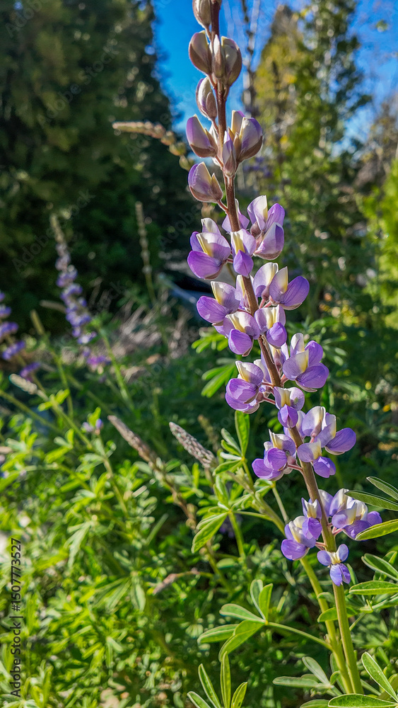 Obraz premium Grape Soda Lupine Stalk with Vivid PurpleFlowers and a Sweet Grapey Smell