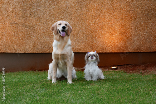 Fotografía Golden retriever and shih tzu dog looking at camera posing on the grass in the y