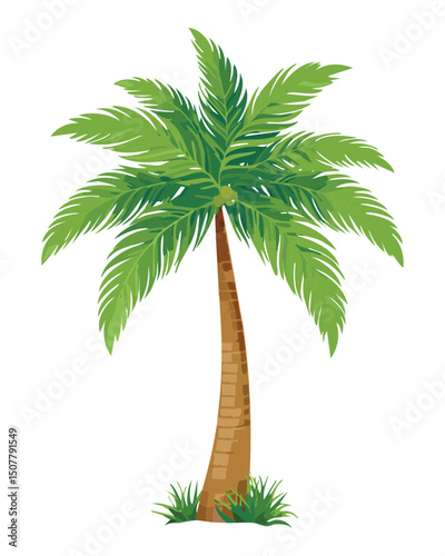 Mature palm tree illustration