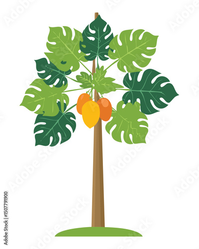 Papaya tree with large leafy branches