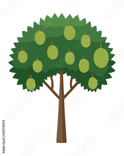 Jackfruit tree with ripening green fruits