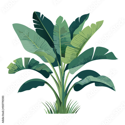 Broad Leaf Banana Plant Illustration