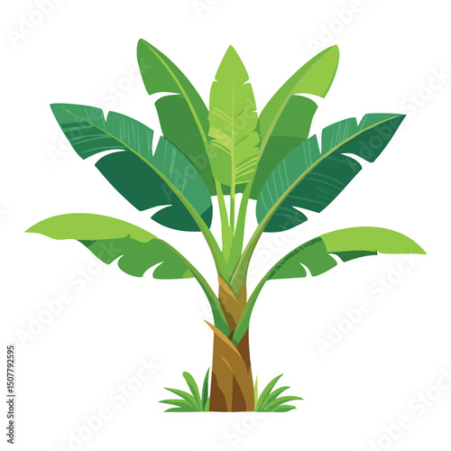 Green Banana Plant