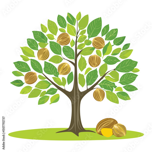 Nutmeg Tree