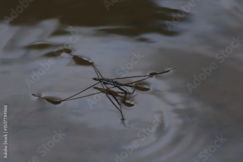 Water striders ,having ability to walk on water, making them pleuston (surface-living) animals. They are anatomically built to transfer their weight to be able to run on top of the water's surface.