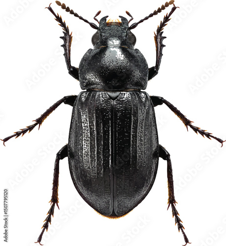 black beetle isolated on white background