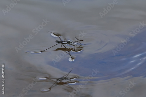 Water striders ,having ability to walk on water, making them pleuston (surface-living) animals. They are anatomically built to transfer their weight to be able to run on top of the water's surface.