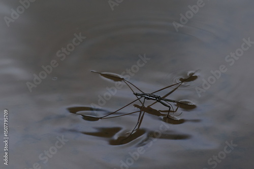 Water striders ,having ability to walk on water, making them pleuston (surface-living) animals. They are anatomically built to transfer their weight to be able to run on top of the water's surface.