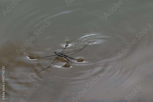 Water striders ,having ability to walk on water, making them pleuston (surface-living) animals. They are anatomically built to transfer their weight to be able to run on top of the water's surface.