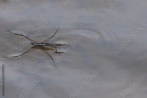 Water striders ,having ability to walk on water, making them pleuston (surface-living) animals. They are anatomically built to transfer their weight to be able to run on top of the water's surface.