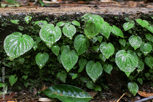Lush green vines growing symbolizing nature and resilience in rain forest. Nature background.