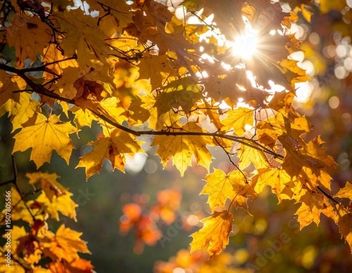 Golden Autumn Leaves Backlit by Sunlight in a Forest Setting