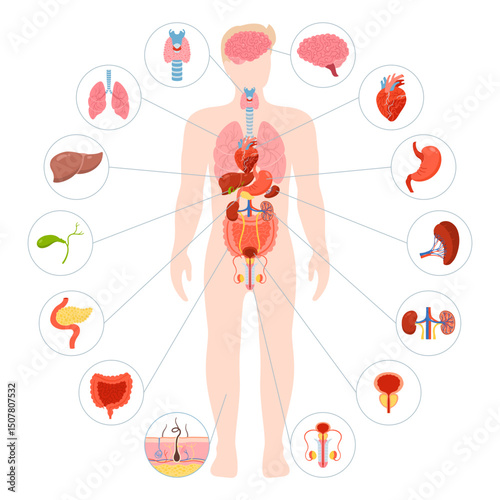 Human body internal organ illustration. Male anatomy digestive, reproductive system. Anatomy simple child structure. Cartoon medical scheme educational physiology poster infographic comic vector