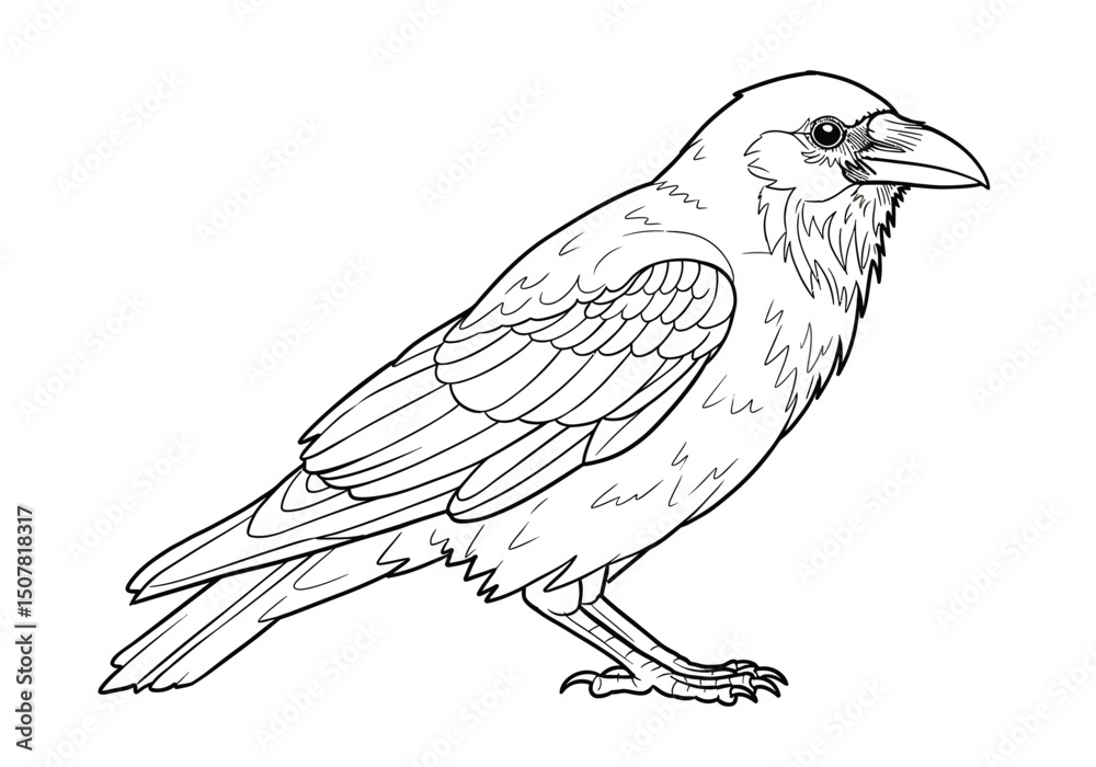 Crow bird drawing. This black and white outline depicts a crow or raven, a common and intelligent bird known for its dark plumage and distinctive features. Vector sketch line art draw. Crow bird drawing. This black and white outline depicts a crow or raven, a common and intelligent bird known for its dark plumage and distinctive features. Vector sketch line art draw.