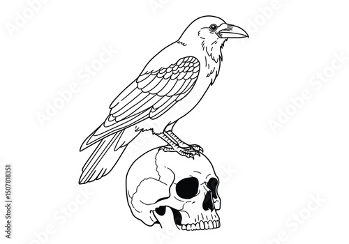 Crow and skull drawing. This black and white outline features a crow perched on a skull, evoking themes of mystery and gothic symbolism. Vector sketch line art draw.