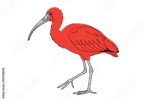 Exotic bird drawing. This full-color illustration depicts an exotic bird, specifically a Scarlet Ibis, distinguished by its long curved beak and vibrant plumage. Vector sketch line art draw.