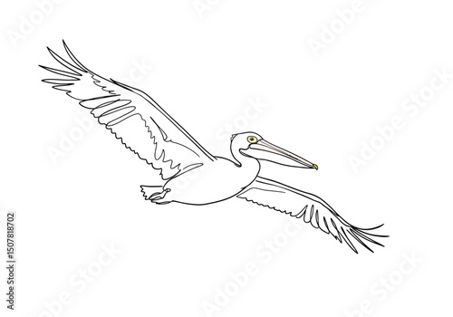 Flying pelican drawing. This black and white outline illustrates a pelican in graceful flight with its large wings spread wide, a common sight near water bodies. Vector sketch line art draw.