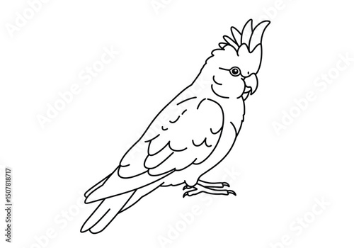 Galah drawing. This black and white outline features a galah, an Australian cockatoo known for its distinctive crest and pink and grey plumage. Vector sketch line art draw.