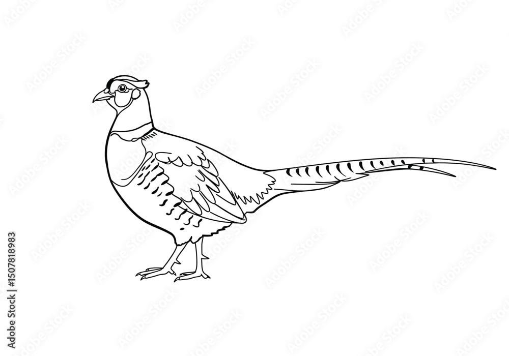 Fototapeta premium Pheasant drawing. This black and white outline depicts a pheasant, a game bird known for its long tail and striking plumage. Vector sketch line art draw.