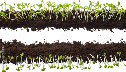 Fresh green sprouts emerging from dark soil in a vibrant display.