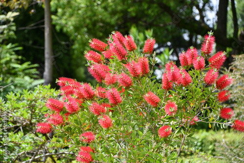 Quadro em tela ブラシノキ　Bottlebrush