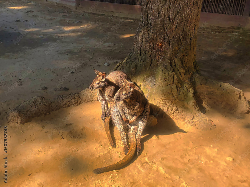 Fototapeta premium A Pair of Wallabies in the Sunshine at a Zoo.