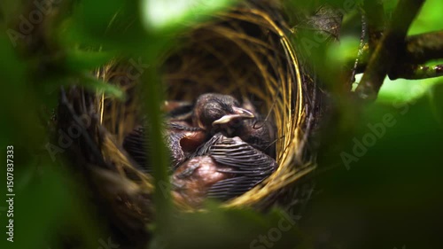A young bird is commonly called a hatchling, chick, or nestling in bird nest