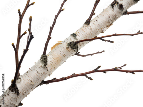Close-up of a birch tree branch with distinctive white bark and buds.